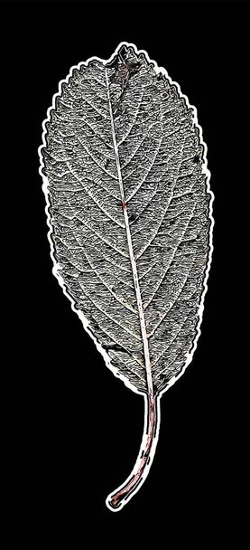 A vertical editable vector of white leaf  fungal spores on a black background - Vektor, obrázek