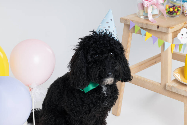 Black Toy poodle dog on white background, Dog Birthday - Фото, зображення