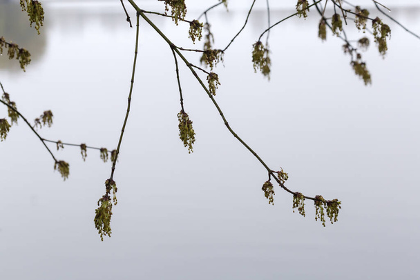 Wet branches of the blooming ash-leaved maple with inflorescences of tiny flowers, hanging down above the calm water of lake in overcast spring morning, selective focus - Photo, Image