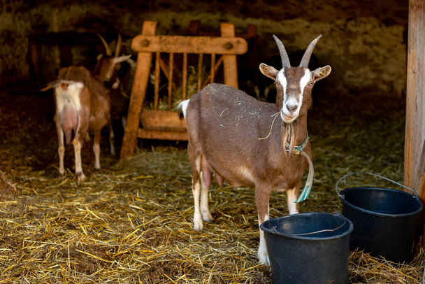 Red domestic goat with white spots and a beard in a stall. A herd of goats in a stall. - Photo, Image