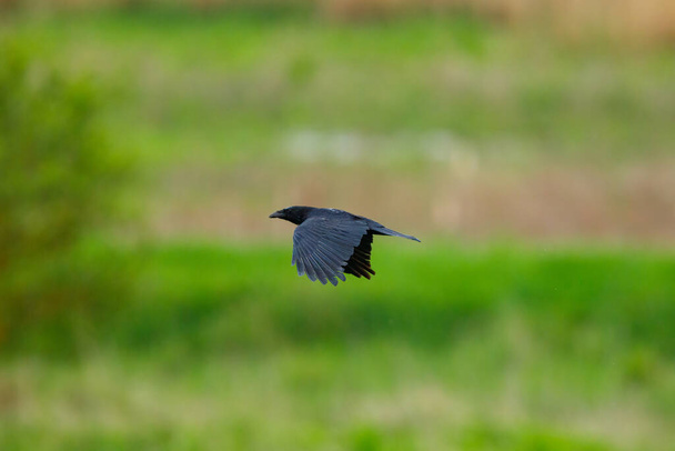 Un ave Cuervo en un vuelo - Foto, imagen
