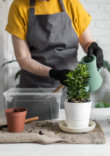 Gardening home. Woman replanting green plant in home. Potted green plants at home, home jungle, floral decor. Florist shop - Photo, image