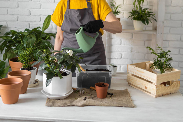 Gardening home. Woman replanting green plant in home. Potted green plants at home, home jungle, floral decor. Florist shop - Foto, imagen