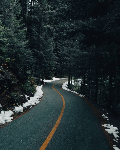 A vertical shot of an asphalt road between green pine trees - Фото, изображение