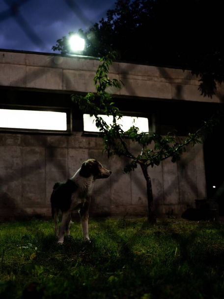 A vertical shot of a dog standing in the backyard at night - Foto, Bild