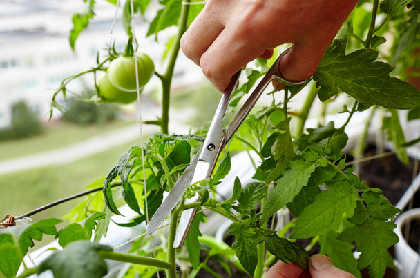 Men's hands pruning suckers (side shoots) from tomato plants with scissors. Farmer man gardening in home greenhouse - Foto, Bild