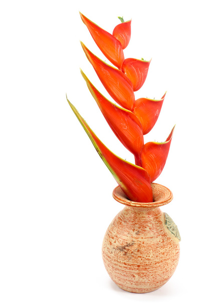 Heliconia tropical flor (Heliconia stricta
) - Foto, imagen