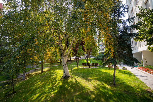 Όμορφο δέντρο με κίτρινα φύλλα το φθινόπωρο - Φωτογραφία, εικόνα