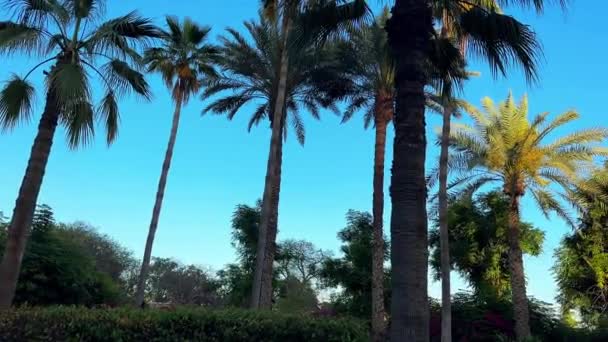 palmier dans le parc - Séquence, vidéo