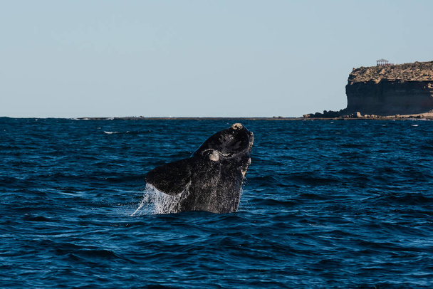 Sohutern right whale jumping, gatunki zagrożone, Patagonia, Argentyna - Zdjęcie, obraz