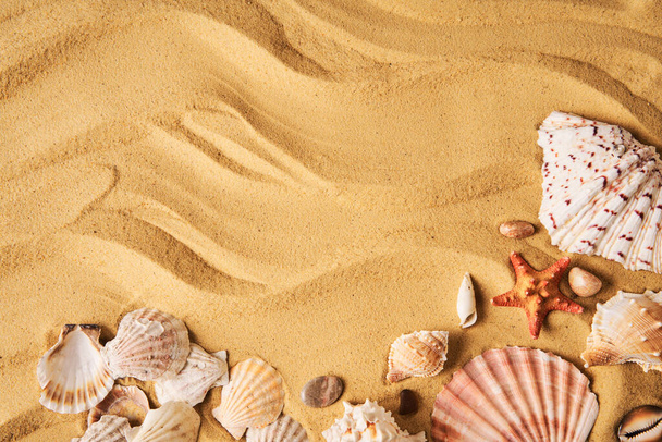 Amazing seashells on sea beach sand background with copy space for text. Top view, flat lay. Summertime, sea vacation, travel concept - Photo, image