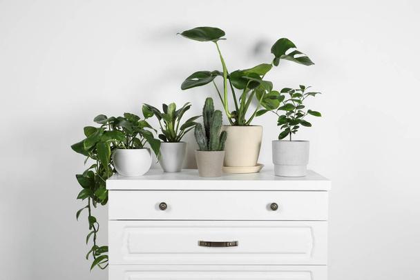 Many different houseplants in pots on chest of drawers near white wall - Foto, Bild