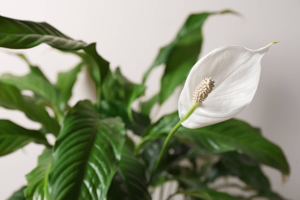 Beautiful spathiphyllum on beige background, closeup. House decor - Fotó, kép