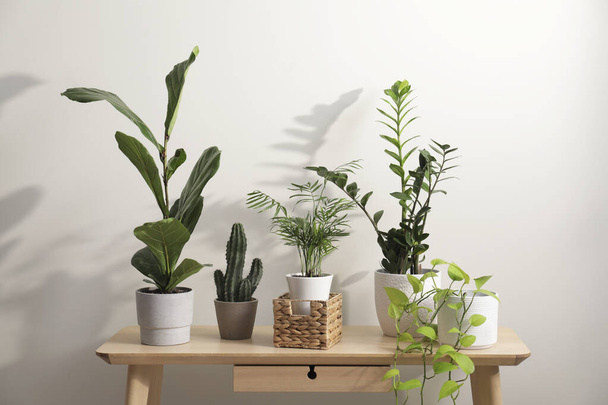 Green houseplants in pots on wooden table near white wall - Foto, imagen