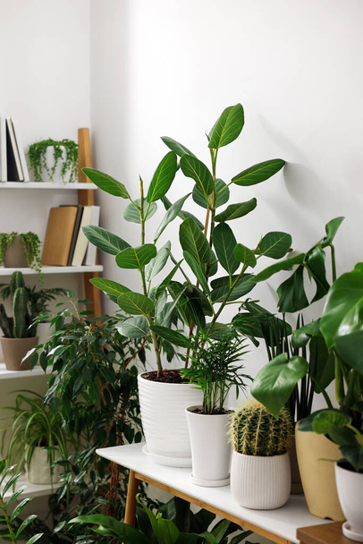 Many different potted houseplants near white wall indoors - Photo, image