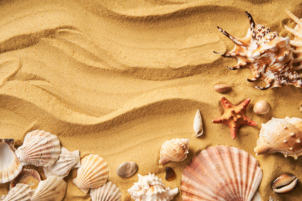 Amazing seashells on sea beach sand background with copy space for text. Top view, flat lay. Summertime, sea vacation, travel concept - Foto, Imagen