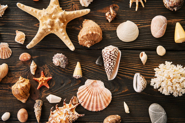 Set of different Seashells and starfish on dark wooden background, flat lay, top view. Summer time, sea vacation, travel concept - Foto, immagini