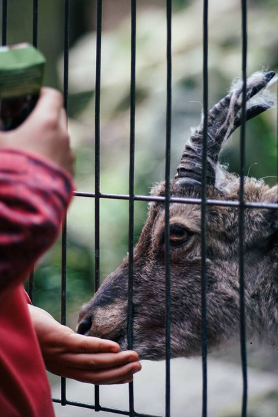 A vertical shot of a man feeding the goat in a cage - Photo, image