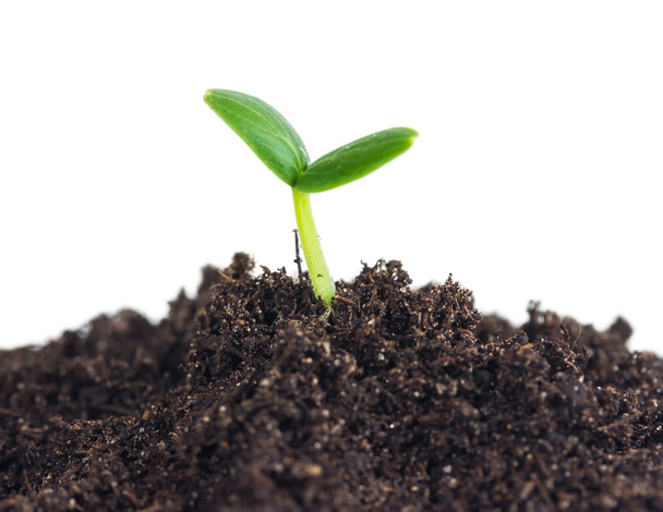 A talajban kis uborka csemete   - Fotó, kép