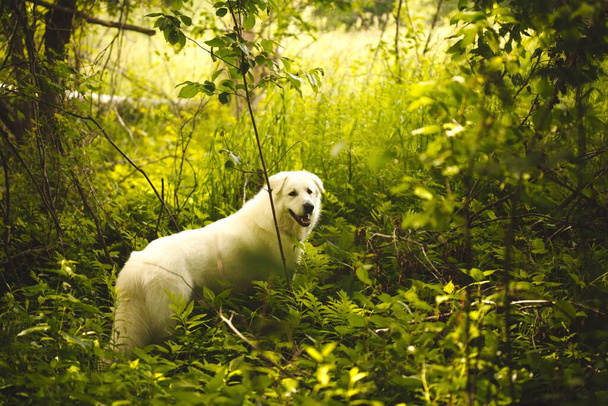 An adorable playful Maremma sheepdog running around in an evergreen forest - Photo, image
