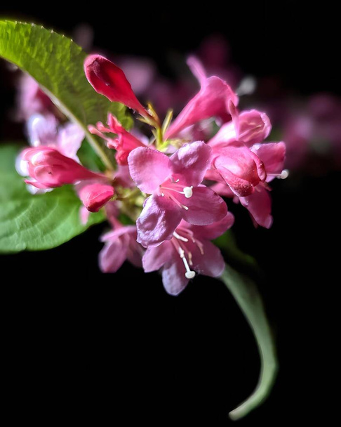 A closeup shot pink flower with black background - Zdjęcie, obraz
