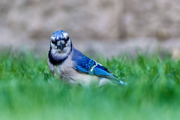A close-up shot of a blue jay on the ground - 写真・画像