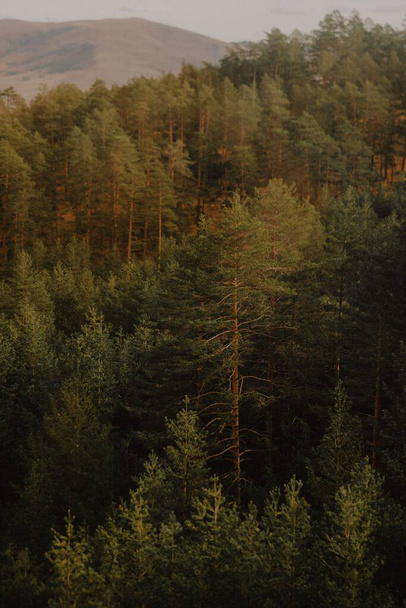 Texture background of the autumn forest in the mountains - Valokuva, kuva