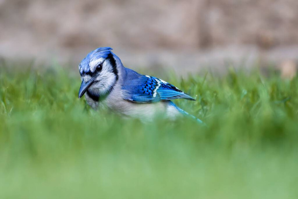 A close-up shot of a blue jay on the ground - Foto, imagen