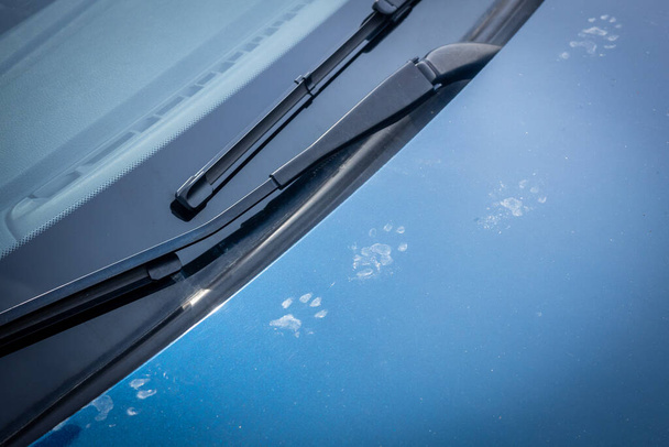 El rastro de patas de animales en el capó del coche - Foto, Imagen