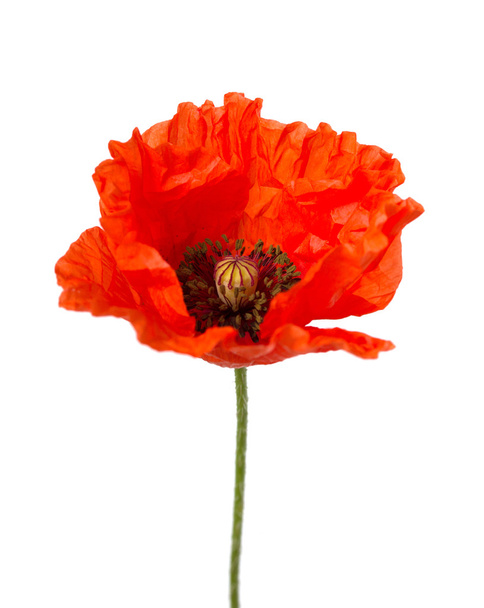 Fleur de pavot rouge - Photo, image