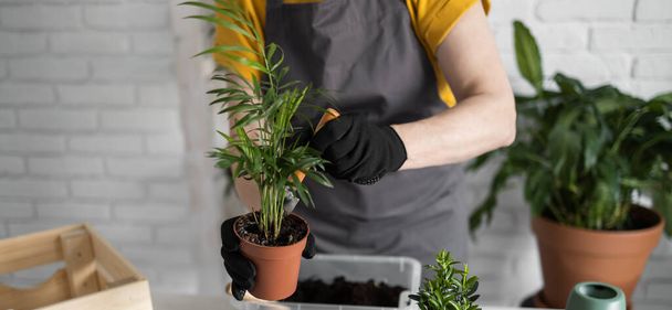 Spring Houseplant Φροντίδα, μεταφύτευση φυτά εσωτερικού χώρου. Ξυπνάω φυτά εσωτερικού χώρου για την άνοιξη. Γυναίκα μεταφύτευση φυτών σε νέα γλάστρα στο σπίτι. Φυτό μεταμόσχευσης κηπουρού Spathiphyllum - Φωτογραφία, εικόνα