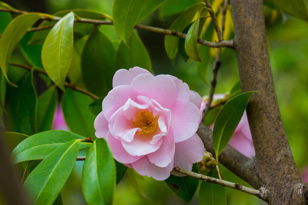 A pink camellia flower bud blooms on an evergreen shrub in spring garden. One flower on a twig brunch among fresh green leaves Camellia sinensis, used to make tea. Floral postcard. Floriculture. - Photo, Image