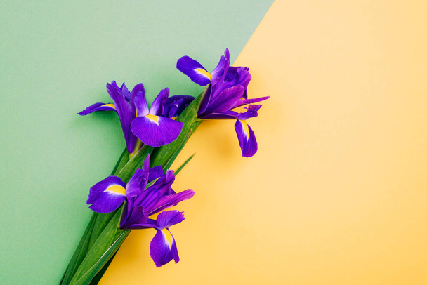 Blauwe iris bloemen op gele en groene achtergrond met kopieerruimte. Bovenaanzicht, vlak lay. - Foto, afbeelding