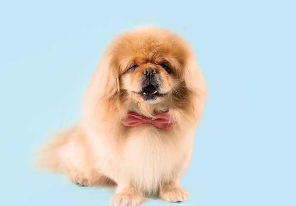 Симпатична собака з краваткою на синьому фоні
 - Фото, зображення