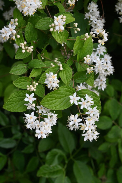 Fuzzy deutzia ( Deutzia scabra ) flowers. Hydrangeaceae deciduous shrub endemic to Japan. Conical white five-petaled flowers bloom from May to June. - Photo, Image