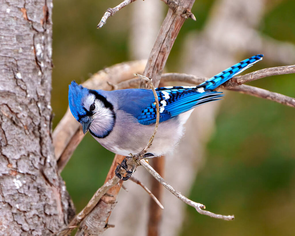 Blue Jay close-up view perched on a tree branch with a forest blur background in its environment and habitat surrounding displaying blue feather plumage. Jay Picture. - Foto, imagen