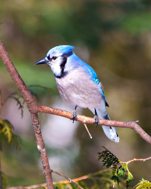 Blue Jay close-up view perched on a branch with forest blur background in its environment and habitat surrounding and displaying blue feathers. Jay Bird. - Fotó, kép