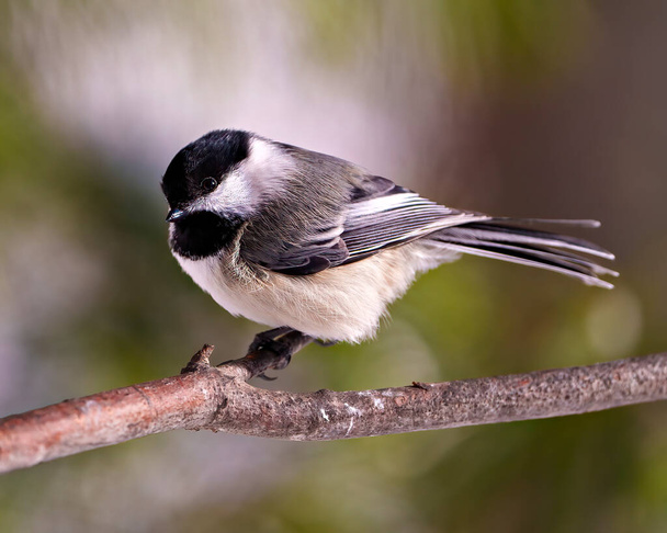Chickadee close-up profile side view perched on a tree branch with blur coniferous background in its environment and habitat surrounding. - Фото, зображення