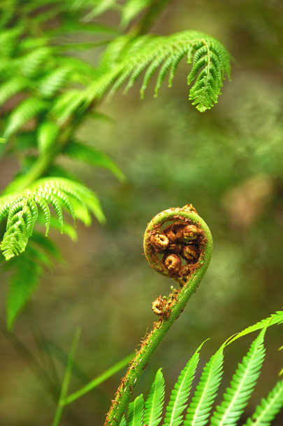 Fiddlehead ferns in a green background - Foto, afbeelding