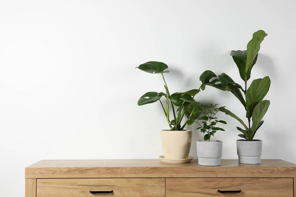 Many different houseplants in pots on wooden chest of drawers near white wall, space for text - Foto, immagini