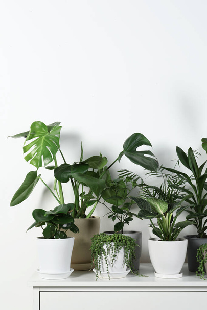Many beautiful green potted houseplants on white chest of drawers indoors - Foto, Bild