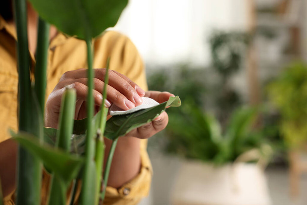 Woman wiping beautiful houseplant leaf with cotton pad indoors, closeup. Space for text - Φωτογραφία, εικόνα