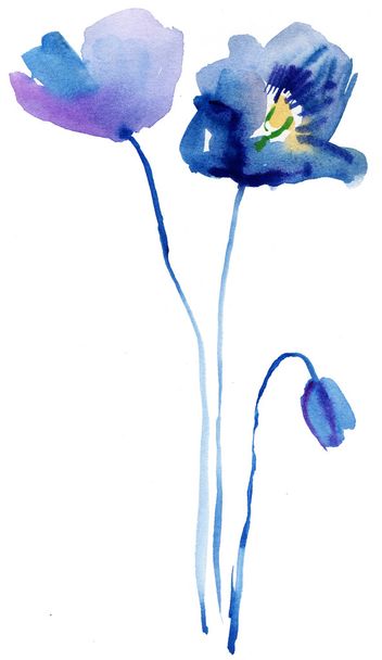 青いケシの花の水彩画 - 写真・画像