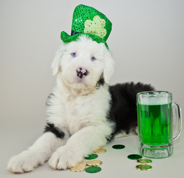 St Patrick's Day Puppy - Fotoğraf, Görsel