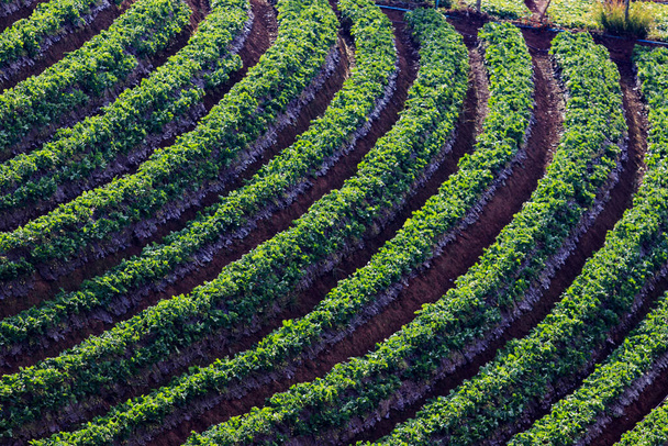 jahodová plantáž ve vysokohorské oblasti Chiangmai severně od Thajska - Fotografie, Obrázek