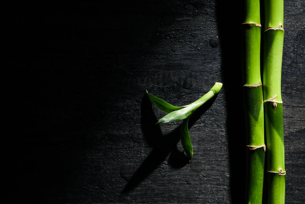 Concept of tropical and summer plant - bamboo - Фото, зображення
