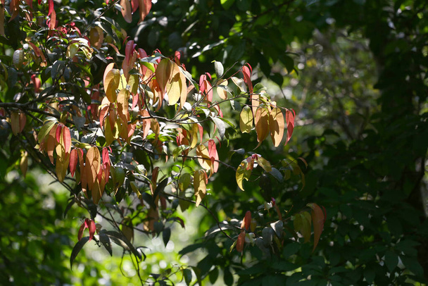 Un árbol en el bosque que se puede utilizar para hacer medicina y cocinar en Tailandia local se llama Phak-Tiu, árbol de Cratoxylum formosum en el bosque tropical. - Foto, Imagen