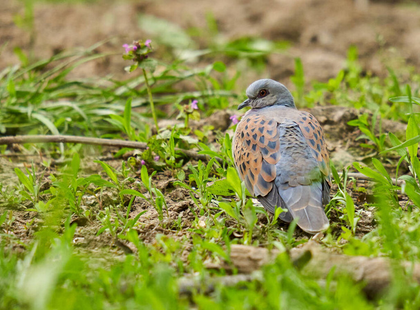 European turtle dove on the forest floor, looking around - Photo, Image
