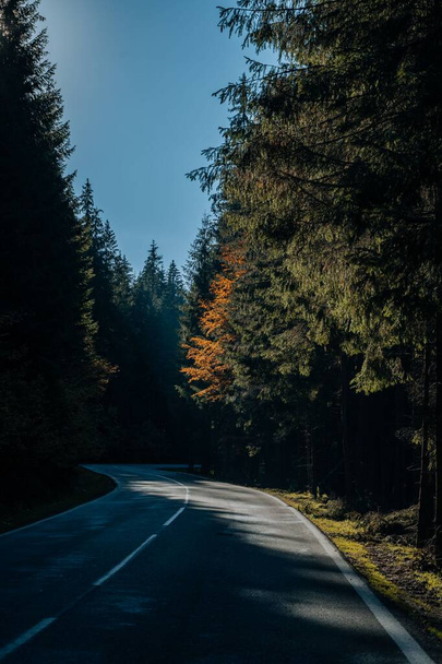 A vertical shot of a countryside road surrounded by the green trees in the dense forest on a sunny day - Zdjęcie, obraz