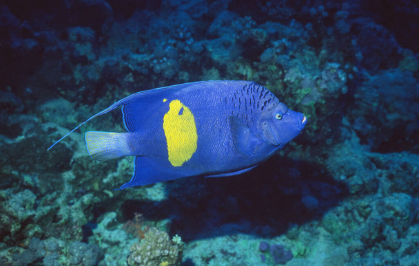 Pomacanthus maculosus, el pez ángel amarillento, pez ángel de media luna, pez ángel de marcas amarillas, pez ángel de banda amarilla o pez ángel de manchas amarillas, se encuentra en el Golfo Pérsico, el Golfo de Omán, el Mar Mediterráneo y el Mar Rojo, donde este ejemplo - Foto, imagen